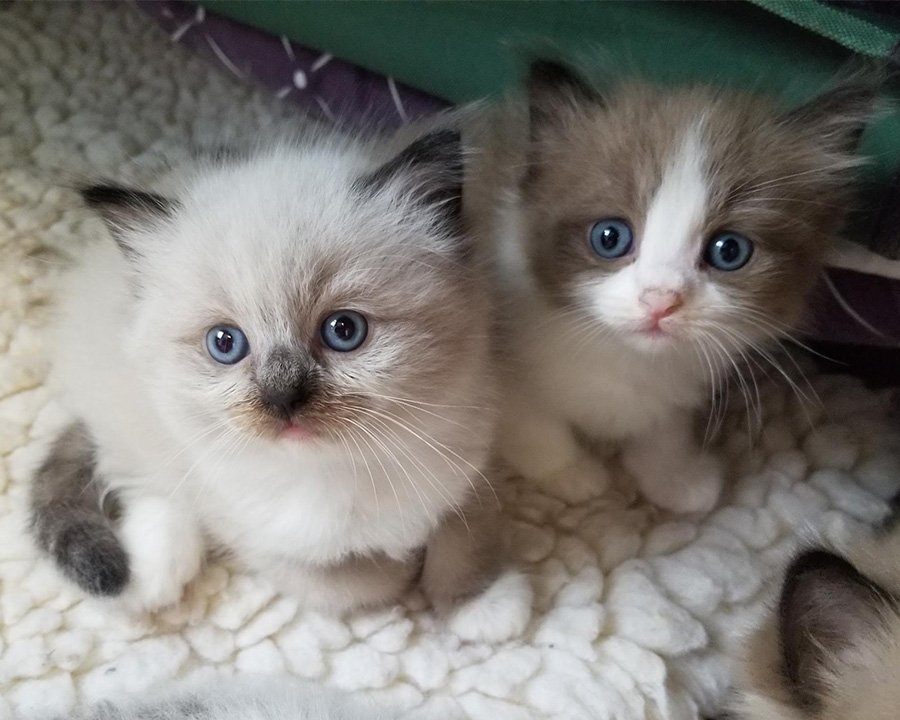 Ragdoll kittens
